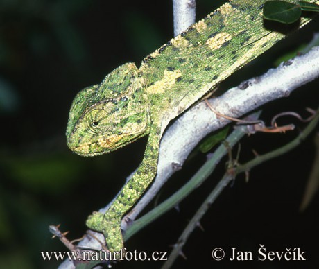chameleon-obecny--chamaleleo_1.jpg